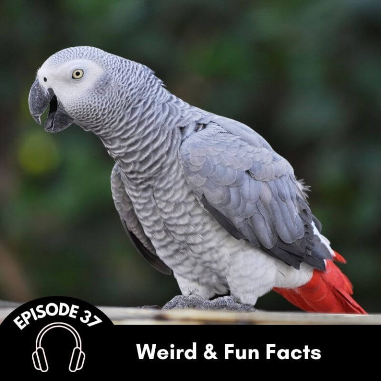 Episode 37 Fun Facts and Weird Stories